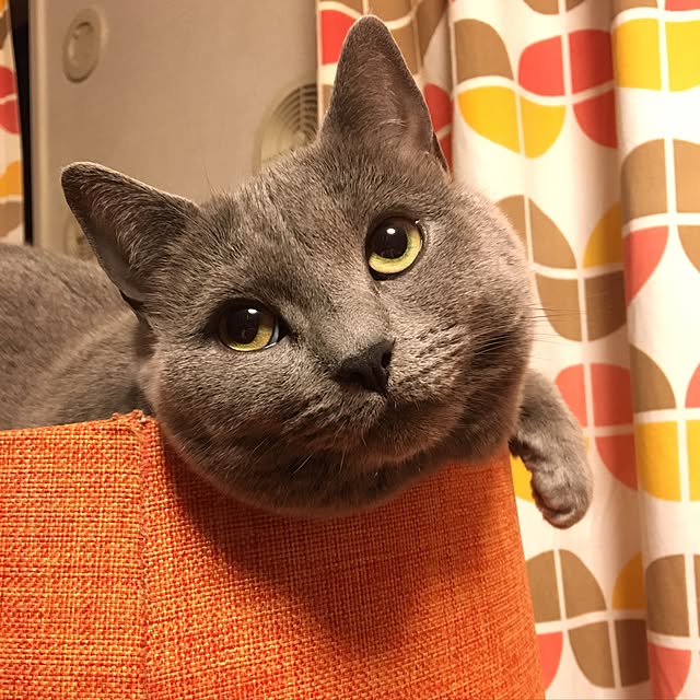 ikettenさんの実例写真