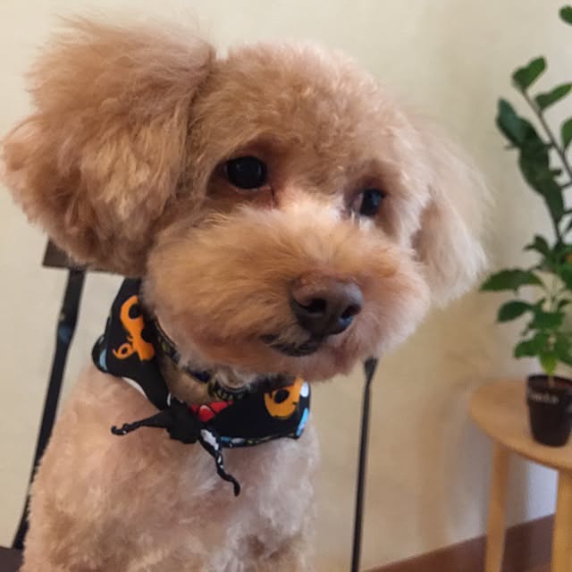 mintさんの実例写真