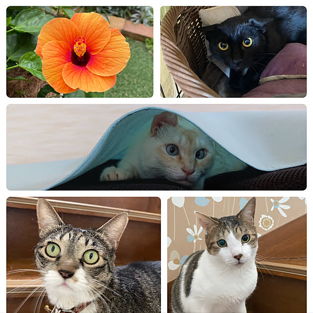 moainanoさんの実例写真