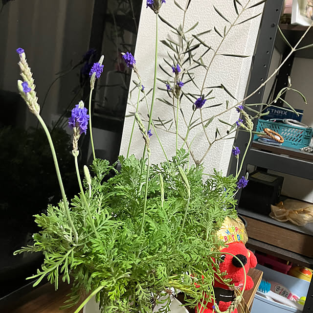 75mamaさんの部屋