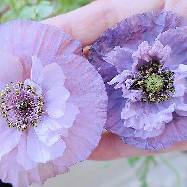 mana_iroさんの部屋