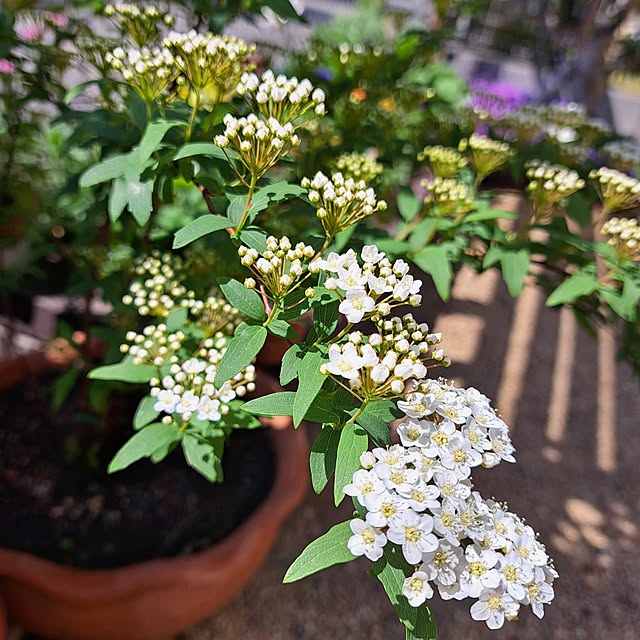 バス/トイレ/にわのある暮らし/花のある暮らし/いやしの空間/こでまりのインテリア実例 - 2023-04-10 11:06:33