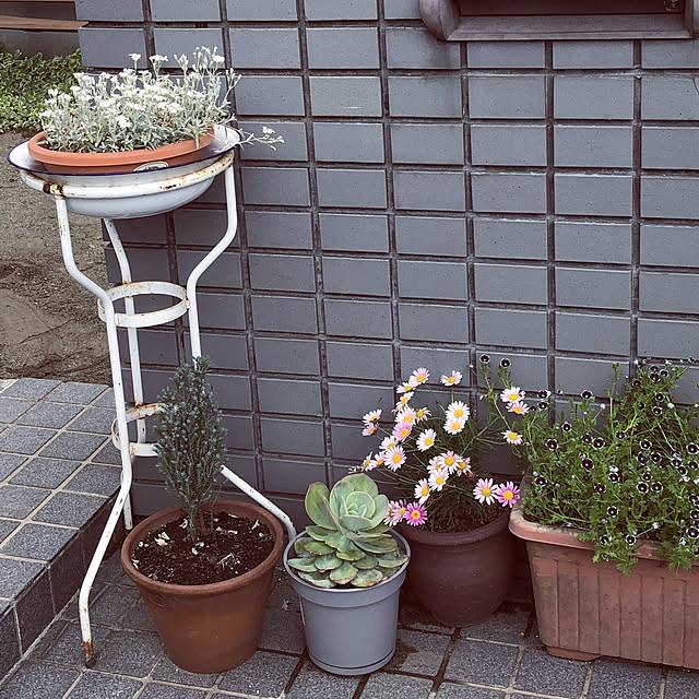 ajisaiさんの実例写真