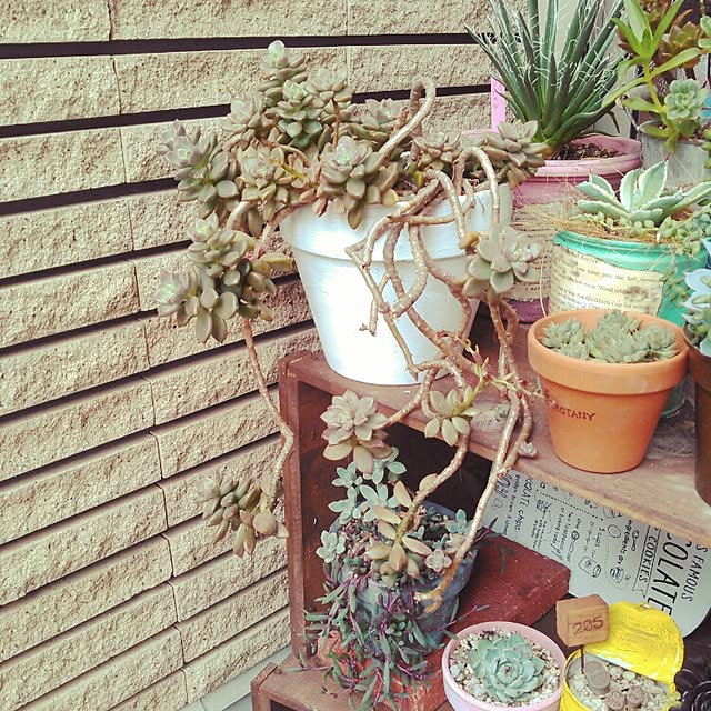 akr29さんの実例写真