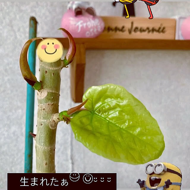 takakoさんの実例写真