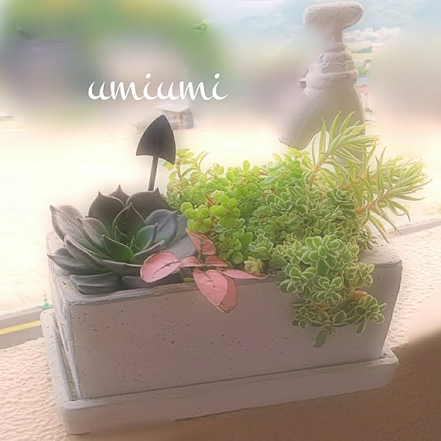 umiumiさんの実例写真