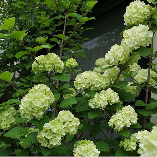 ku-garnet18さんの実例写真