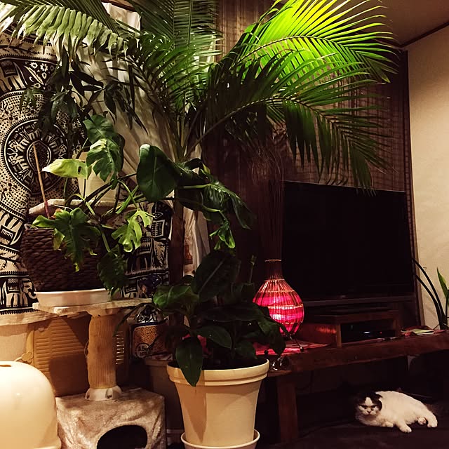 SUGIMOTOYAさんの実例写真