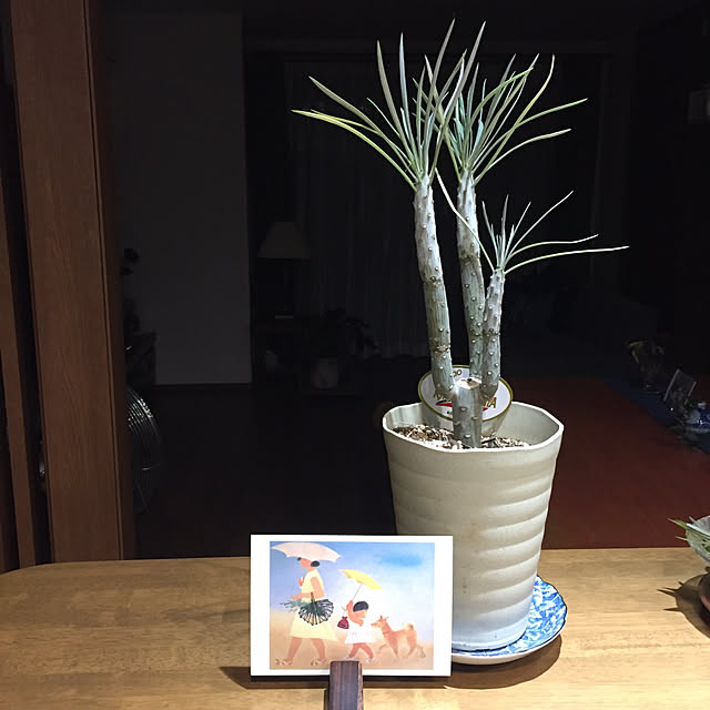 buchiさんの実例写真