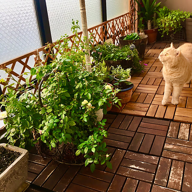 naokoさんの部屋