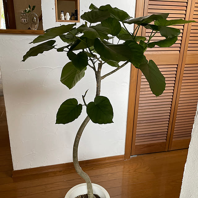CHIAKIさんの実例写真