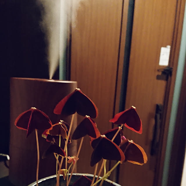 玄関/入り口/観葉植物/照明/レトロ/北欧...などのインテリア実例 - 2019-01-14 23:21:10