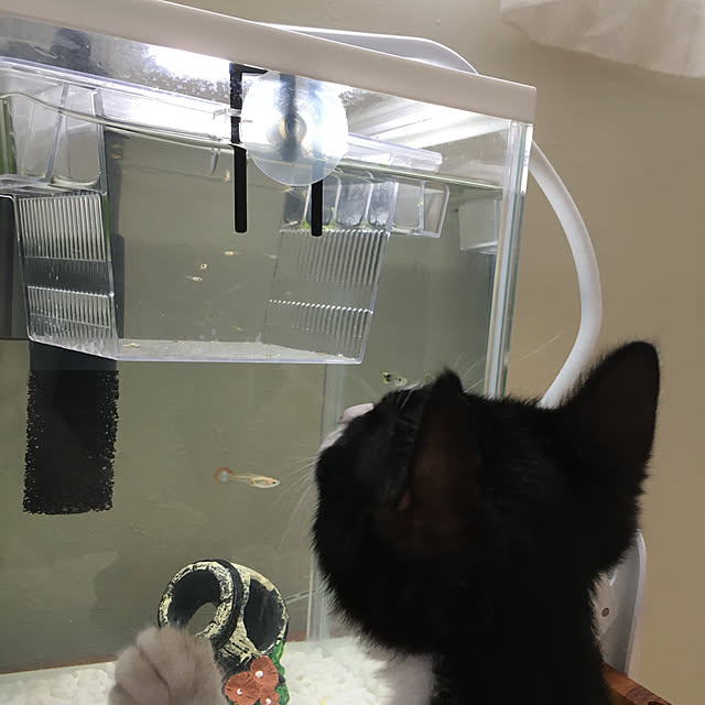 nekoさんの実例写真