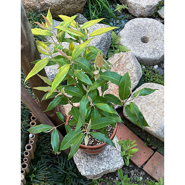 fawnさんの実例写真