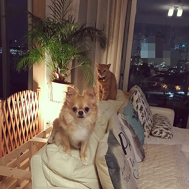 molpieさんの実例写真