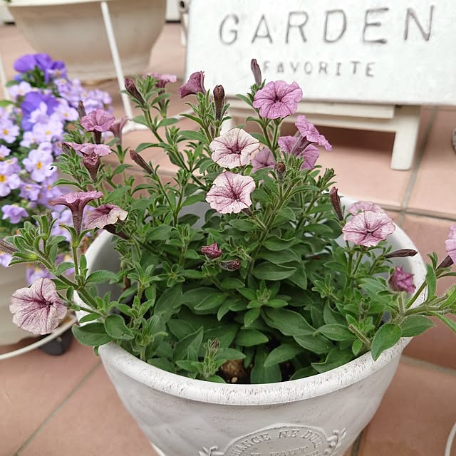 fleur-mamanさんの部屋