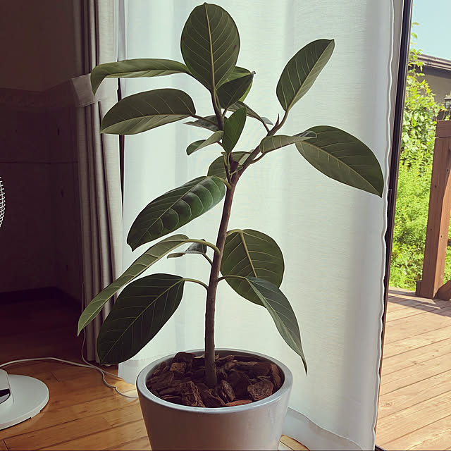 観葉植物/部屋全体のインテリア実例 - 2021-06-01 14:58:10