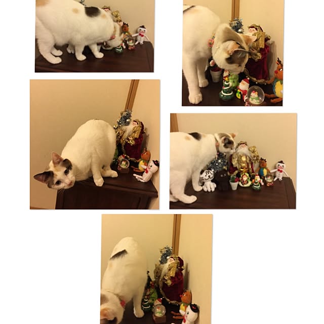 mi_koさんの実例写真