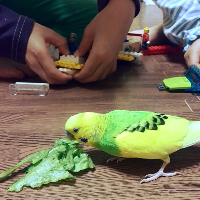 h-a-ri.mamaさんの実例写真