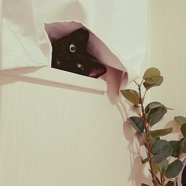 sugi0121さんの実例写真