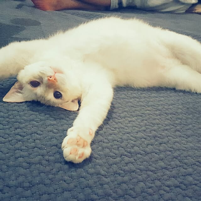 okameさんの実例写真