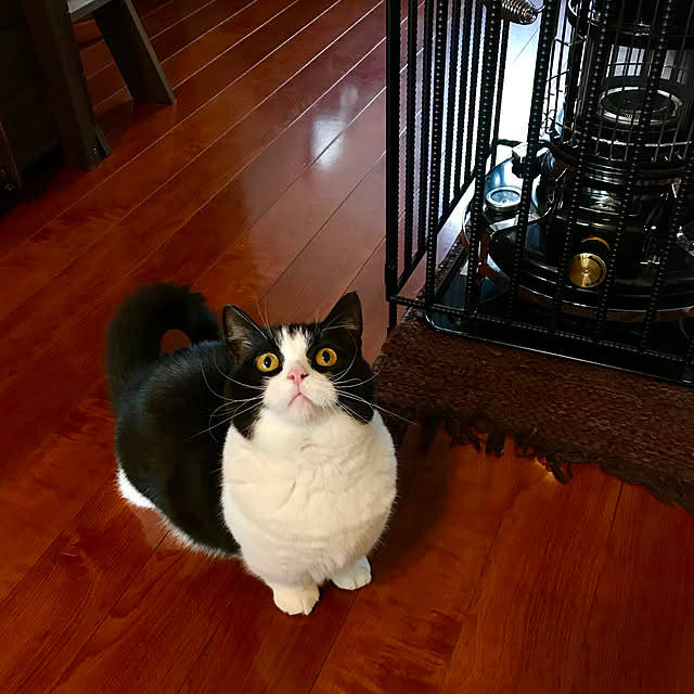 butachanさんの実例写真