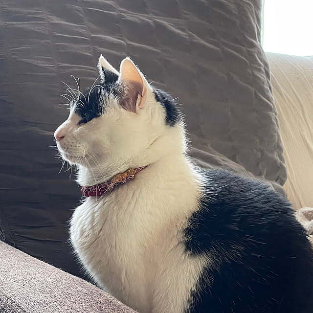 nekosamaさんの実例写真