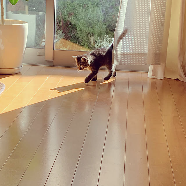 ねこと暮らす。/リビングのインテリア実例 - 2020-02-20 15:44:41