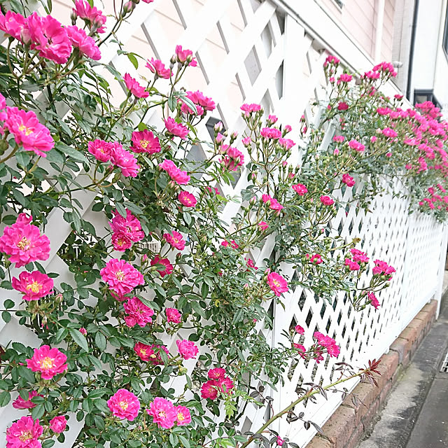 fleur-mamanさんの実例写真