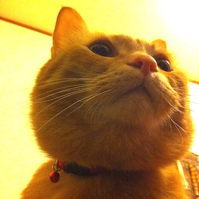 malaikaさんの実例写真