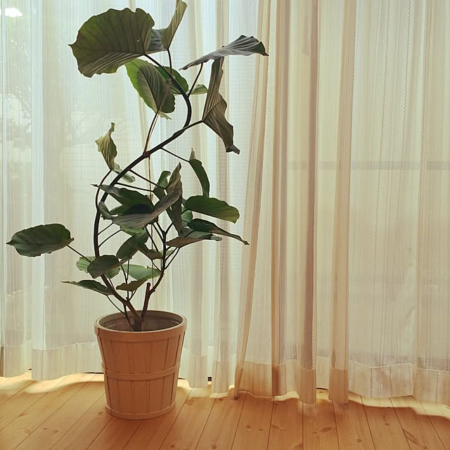 sakaimamanさんの実例写真