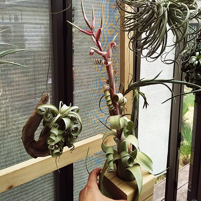 S-Tillandsiaさんの実例写真