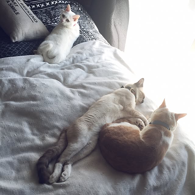 momocoさんの実例写真