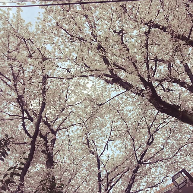 ariさんの実例写真