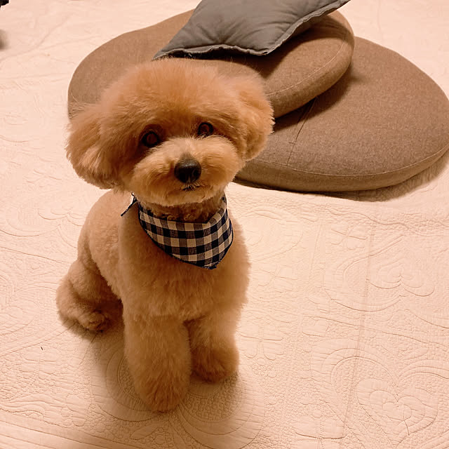 chii_saさんの実例写真
