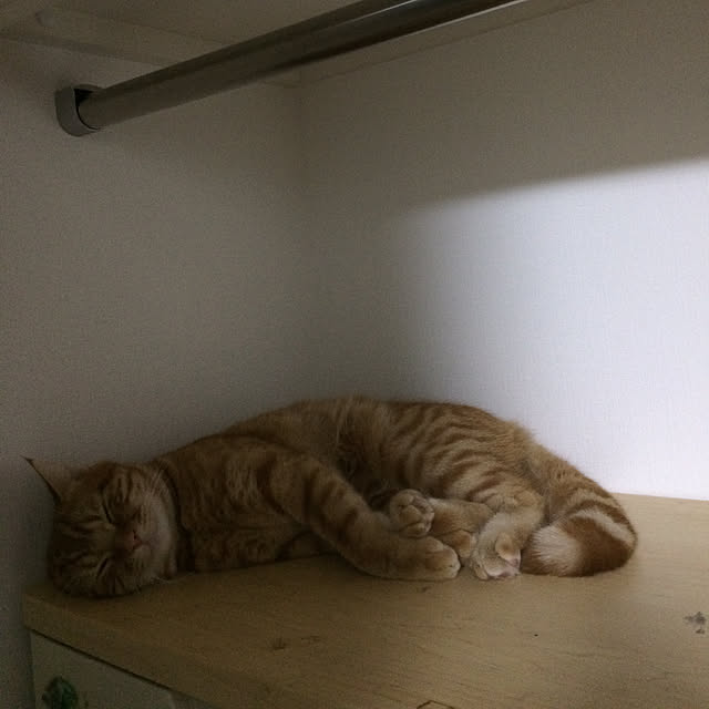nekoさんの実例写真