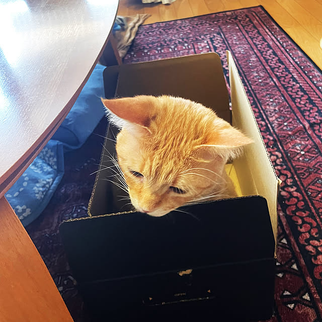 okogeさんの実例写真