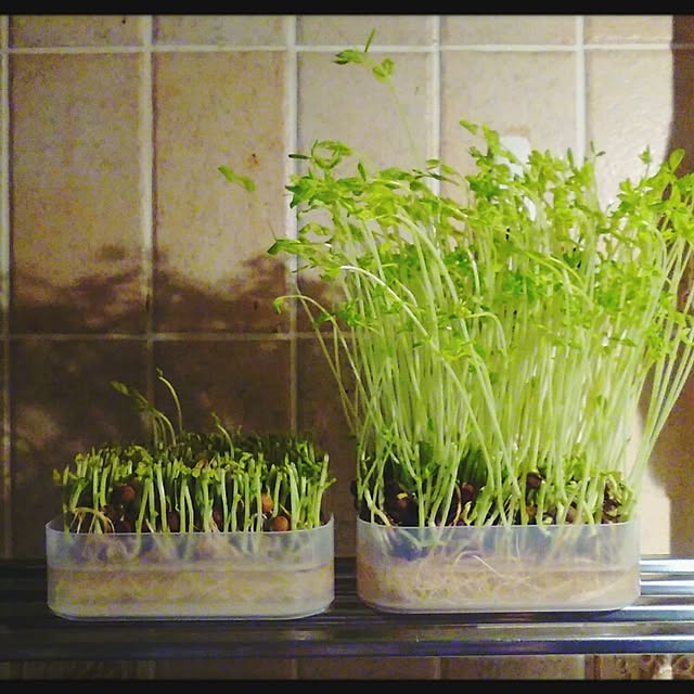 mikinekoさんの部屋