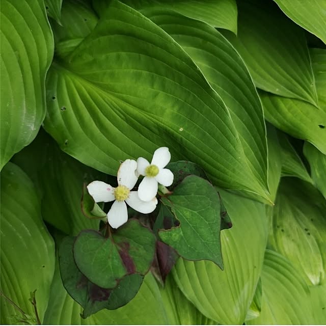 ku-garnet18さんの部屋