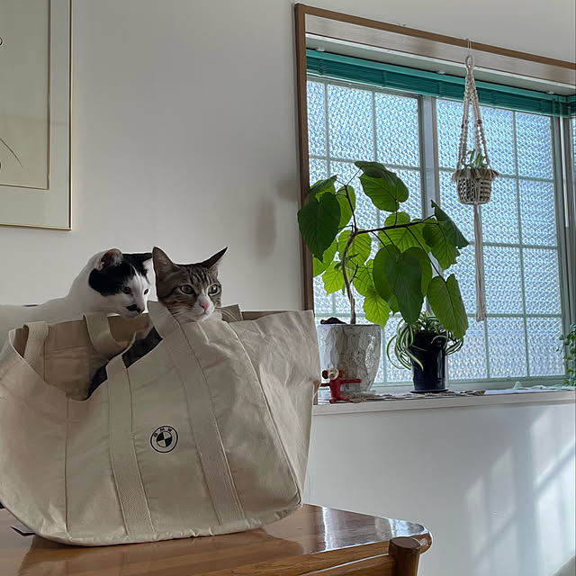 nobikoさんの実例写真