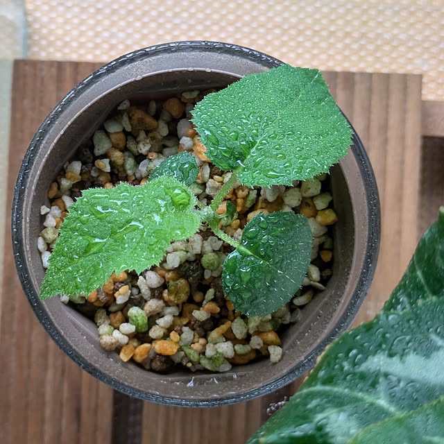 mi-saさんの部屋