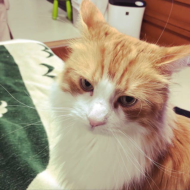 uchidaizuさんの実例写真