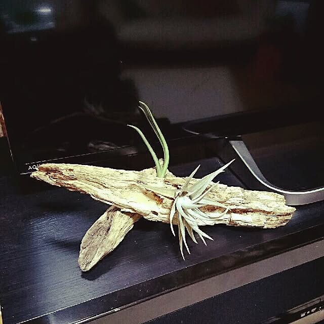 kazoomさんの実例写真
