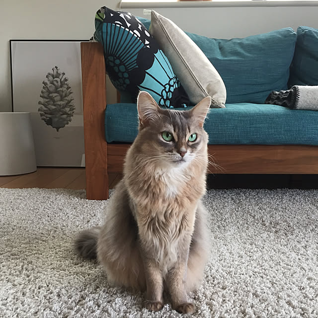 shihoさんの実例写真