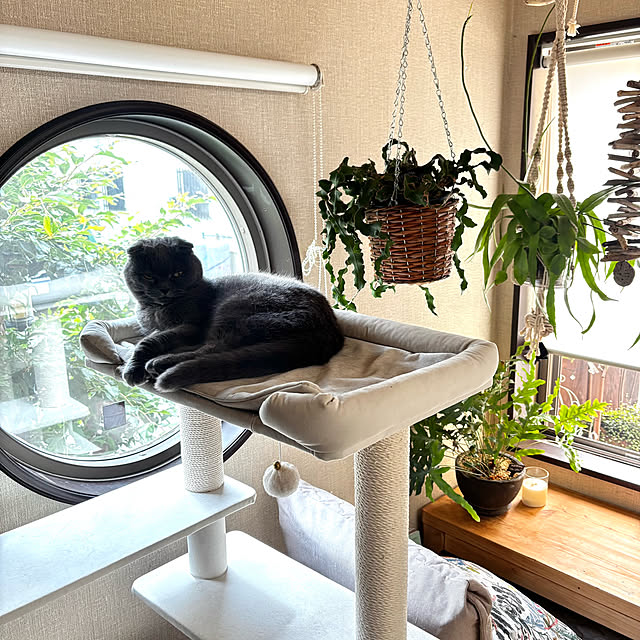 greycatsさんの実例写真