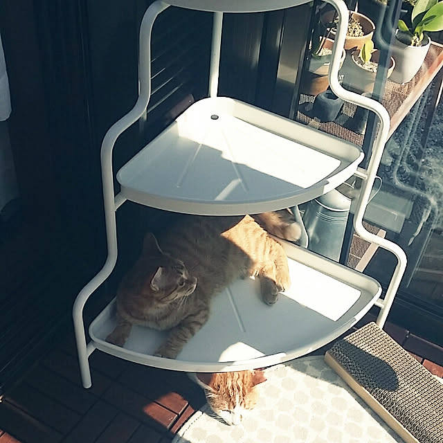 rapin8226さんの実例写真