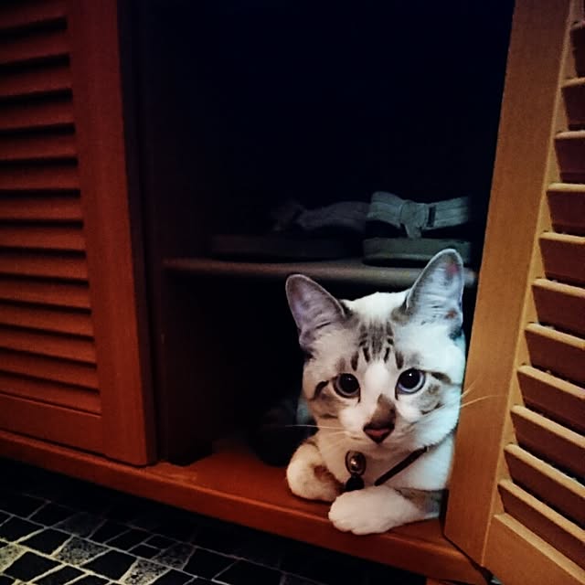 mayaさんの実例写真