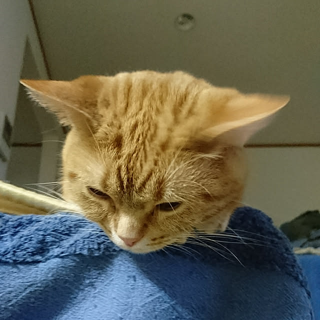 shinobuさんの実例写真