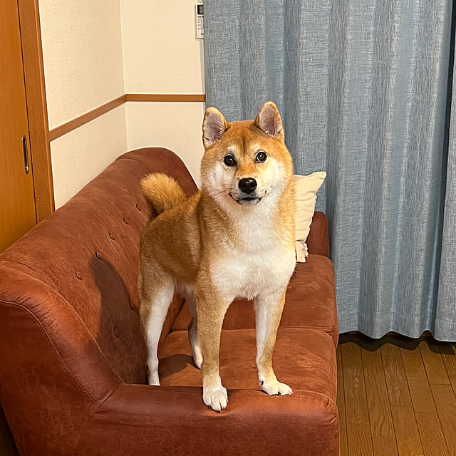 tomorrowsさんの実例写真