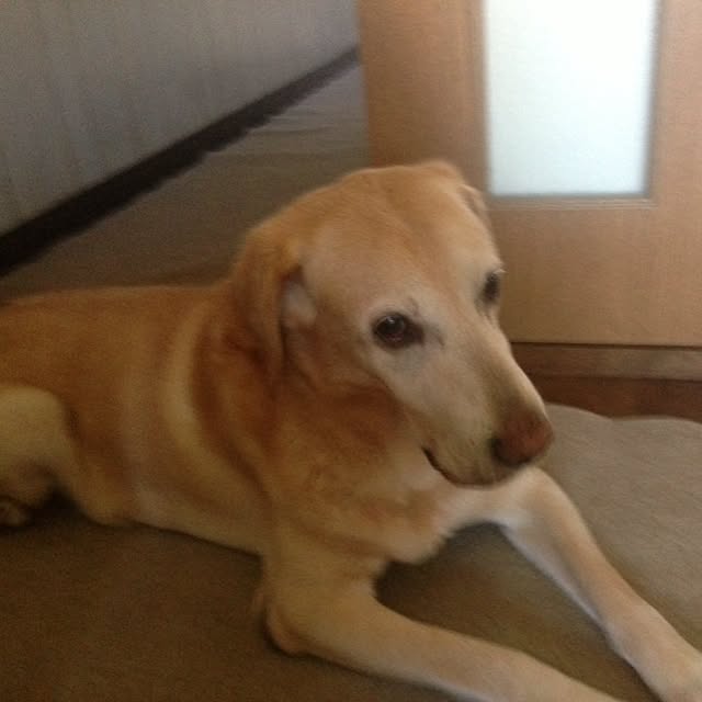 jefmamaさんの実例写真